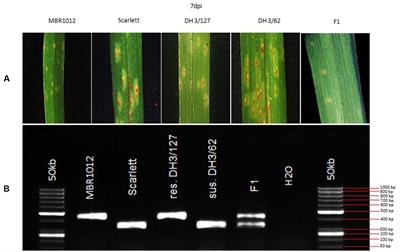 High Resolution Mapping of RphMBR1012 Conferring Resistance to Puccinia hordei in Barley (Hordeum vulgare L.)